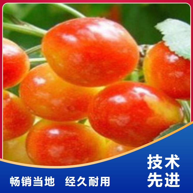 樱桃苗-樱桃苗出货快