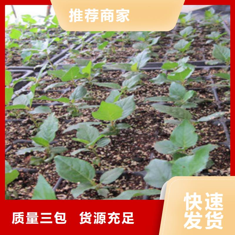 找樱桃苗厂家