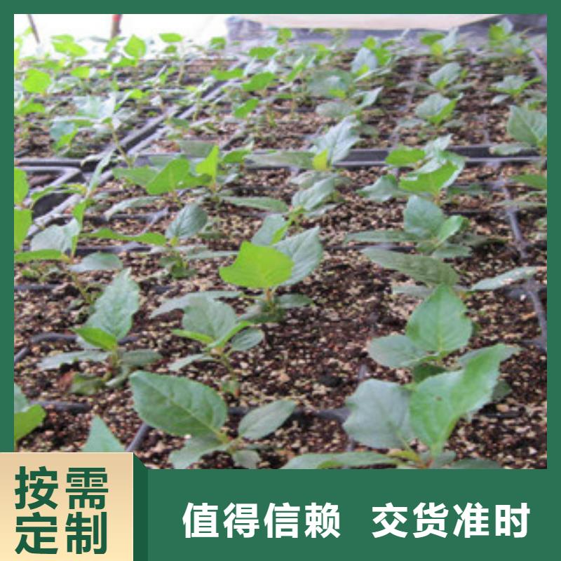实力雄厚的樱桃苗供应商同城制造商