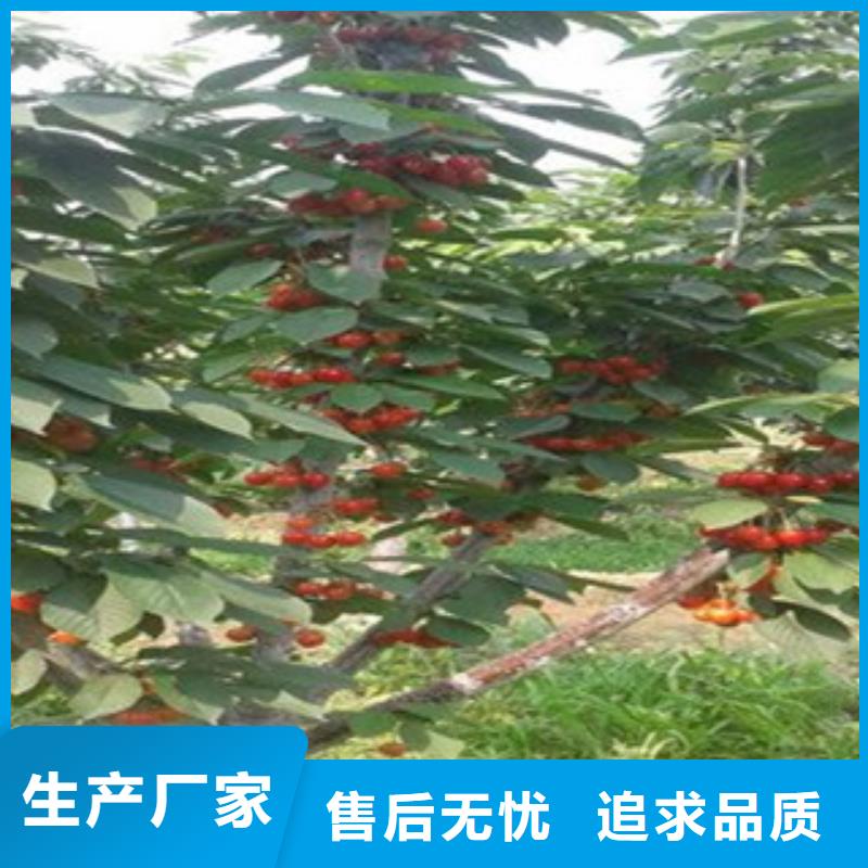 樱桃苗就是好同城货源
