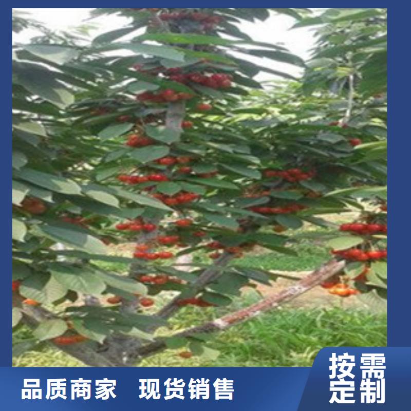 樱桃苗多年生产经验
