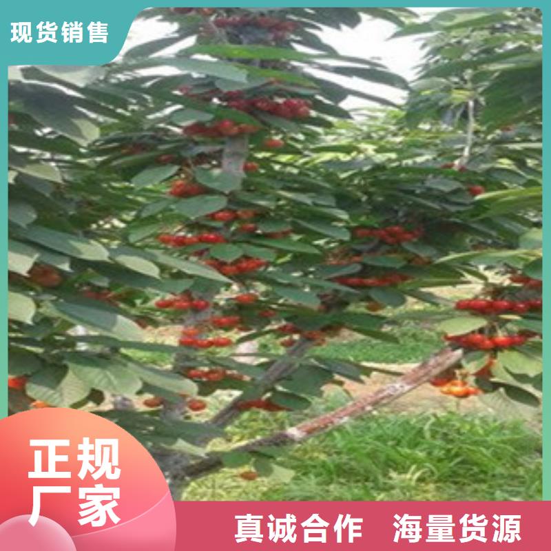 樱桃苗现货现发