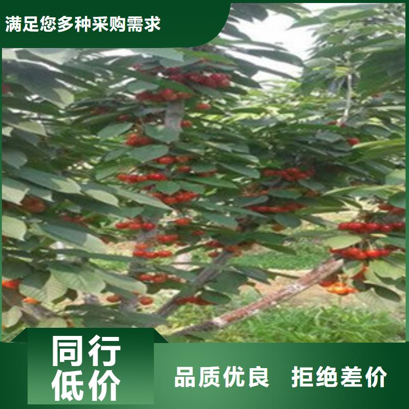发货及时的樱桃苗销售厂家本地制造商