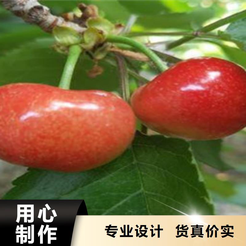 樱桃苗百看不如一问