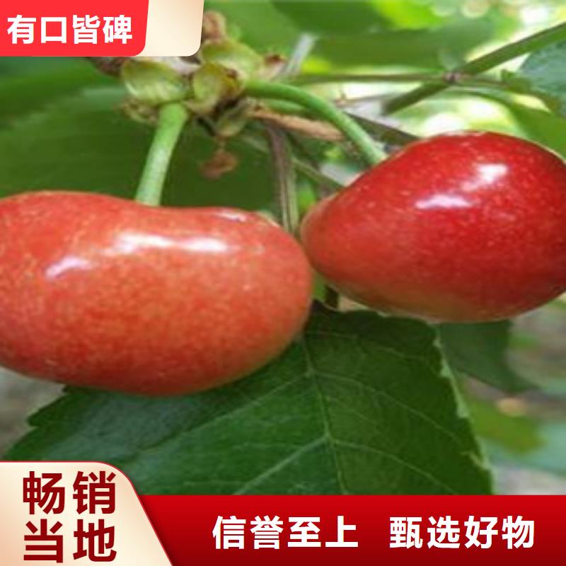 樱桃苗现货现发