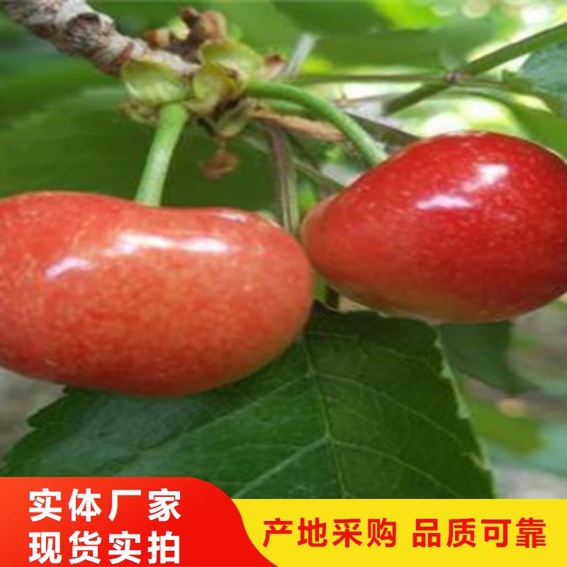 供应批发樱桃苗-口碑好