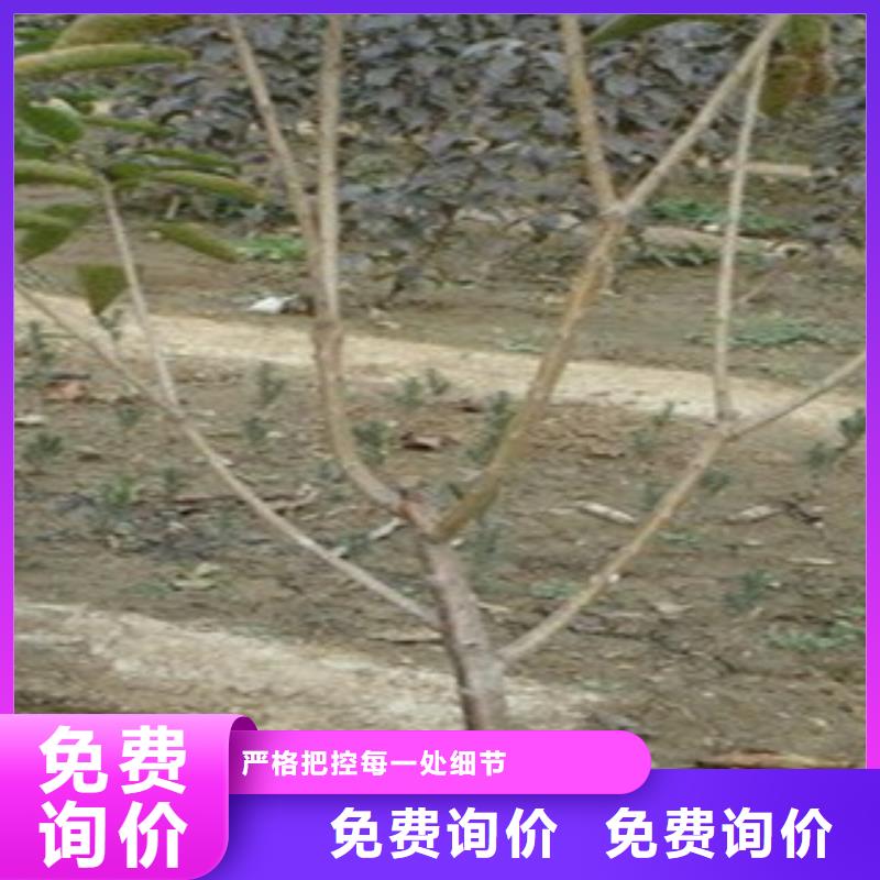 樱桃苗远销各地当地制造商