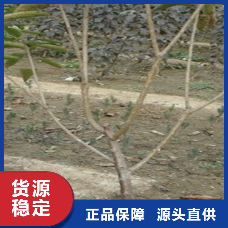 樱桃苗用途