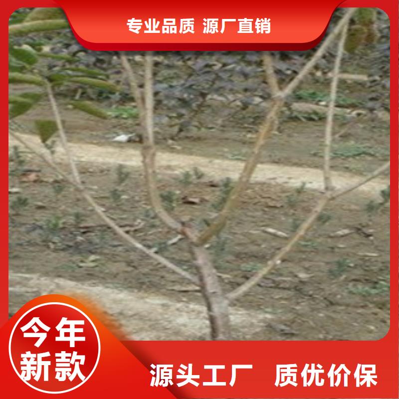 樱桃苗本地厂家产地工厂