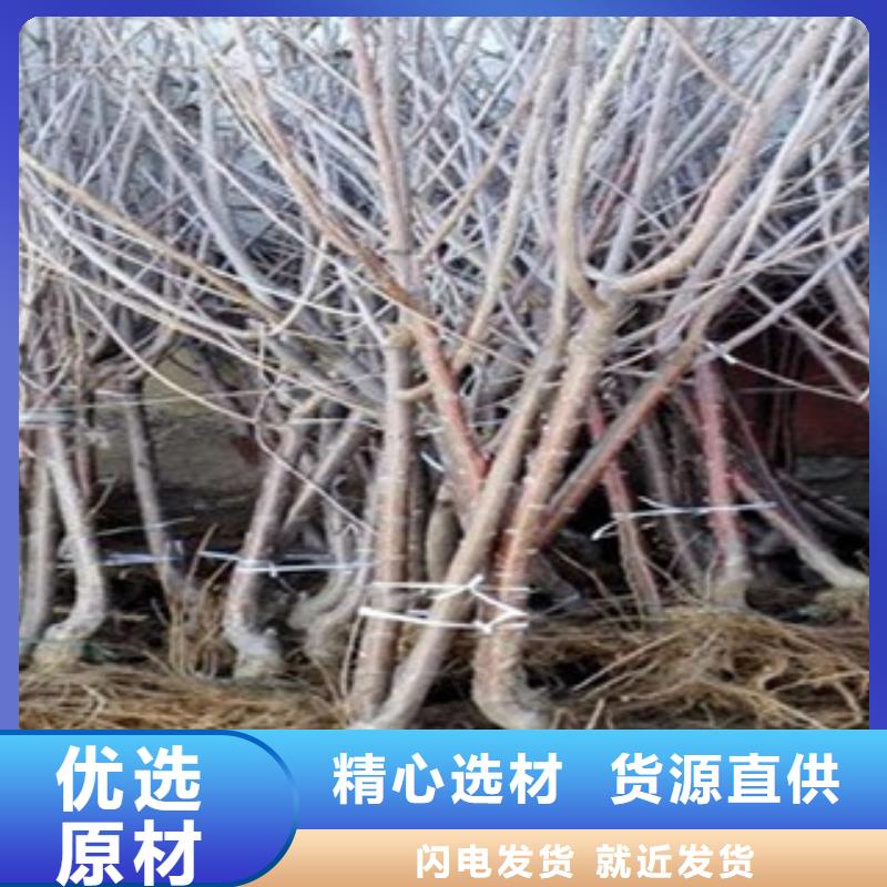 专业销售樱桃苗-省心