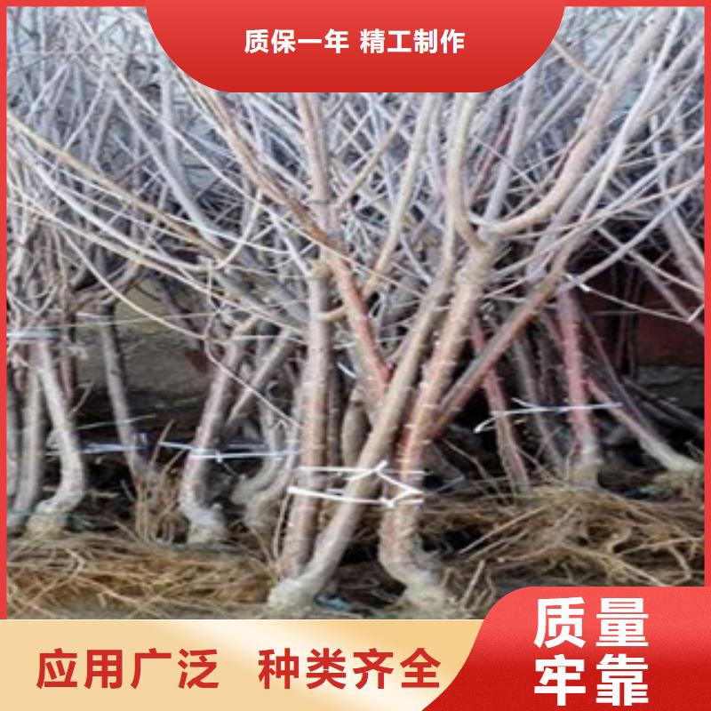 供应批发樱桃苗-口碑好