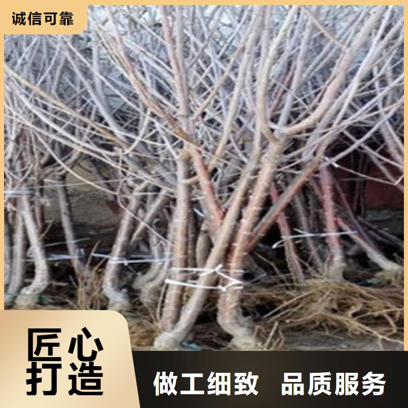 质量优的樱桃苗现货厂家