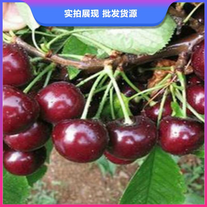 樱桃苗发货就是快
