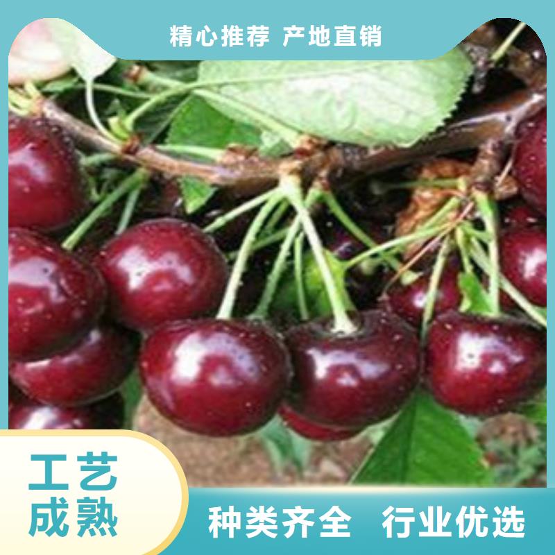 樱桃苗贴心服务现货充裕