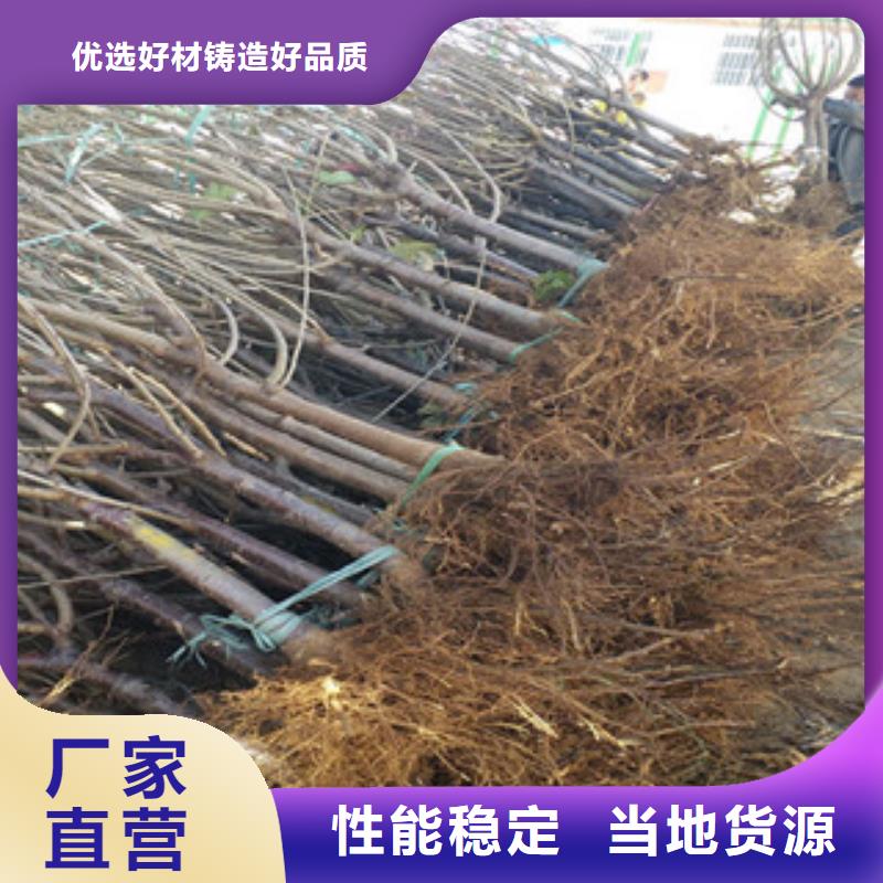 樱桃苗厂家市场价