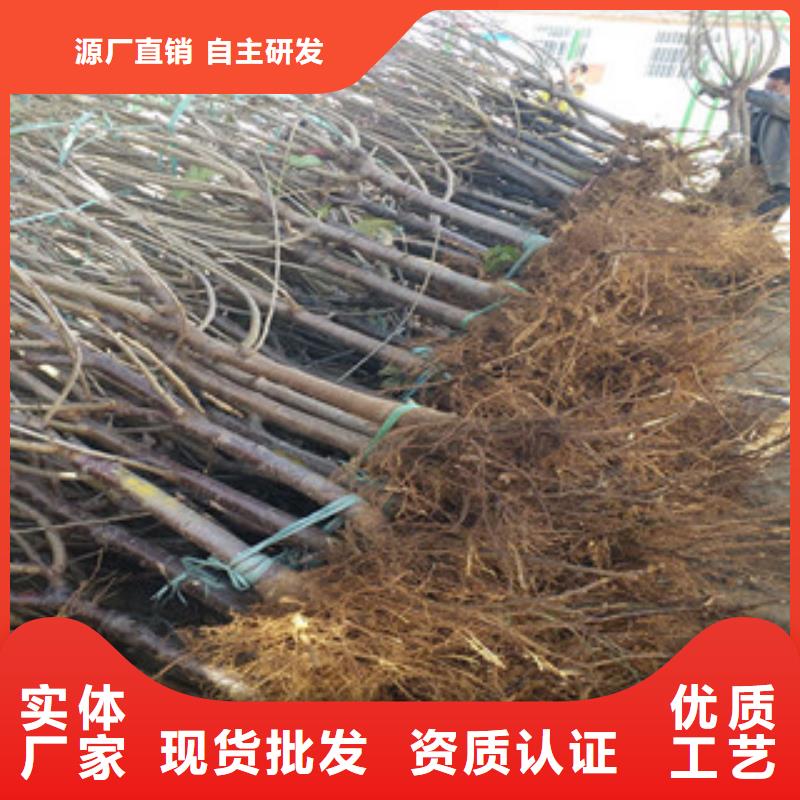 供应批发樱桃苗-口碑好