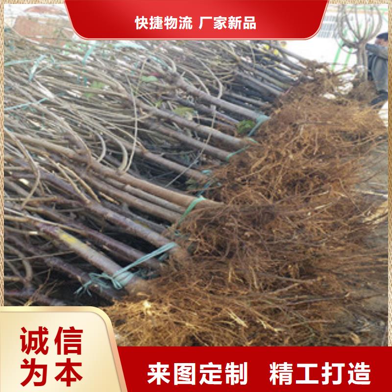 樱桃苗实力商家