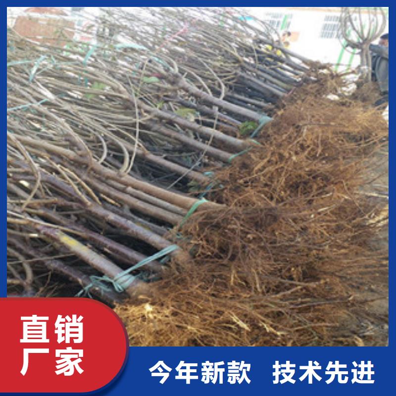 樱桃苗厂销价优