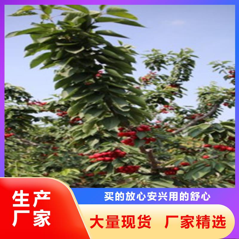 樱桃苗多种规格