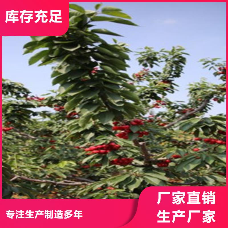 樱桃苗-优质靠谱