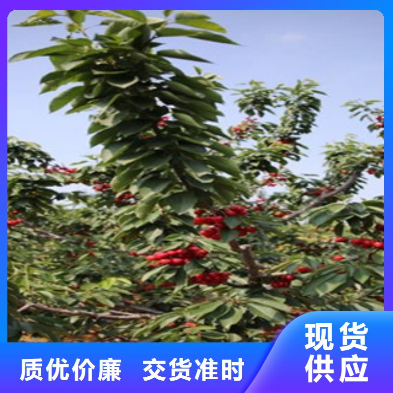 樱桃苗参数详情严选材质