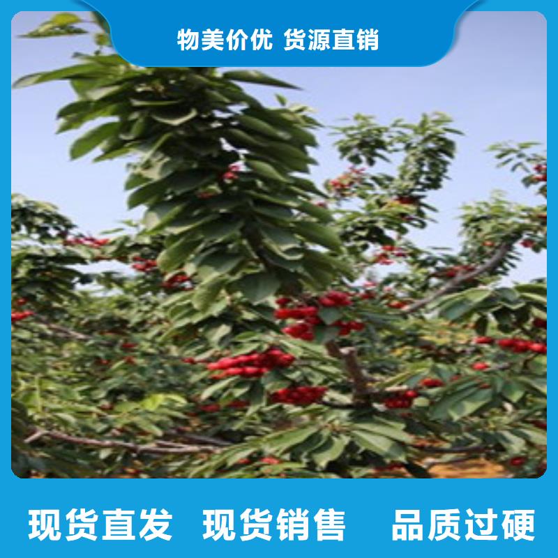 常年供应樱桃苗-全国配送