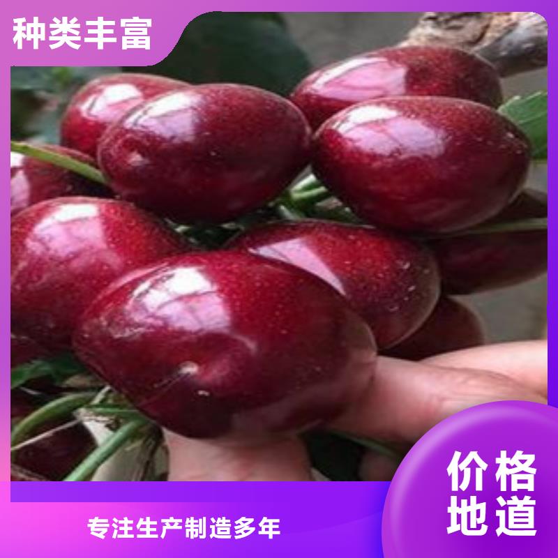 附近樱桃苗厂家