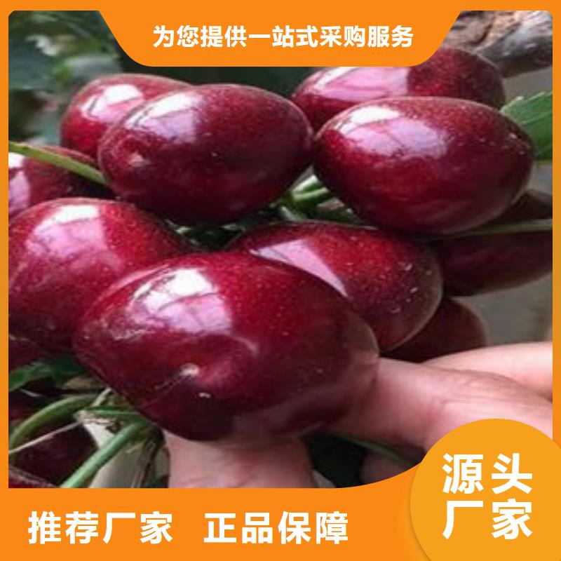 樱桃苗用途
