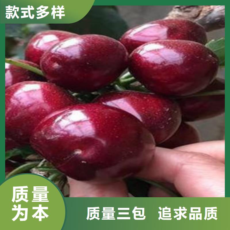 ##樱桃苗厂家