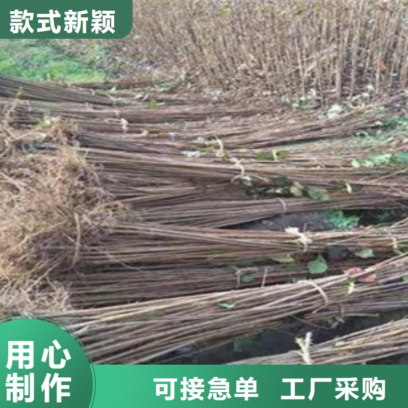 樱桃苗发货就是快