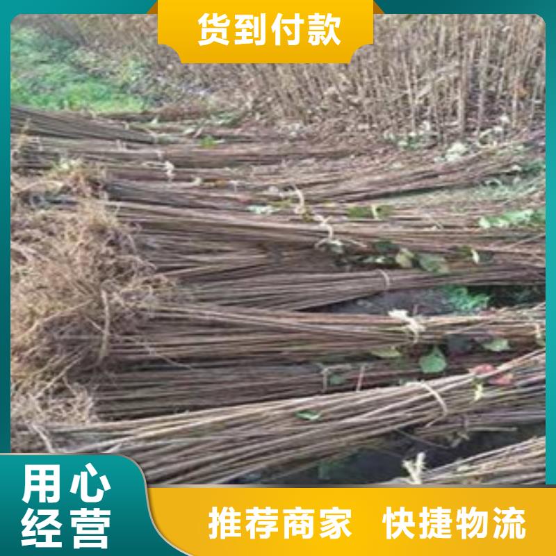 樱桃苗发货就是快当地品牌