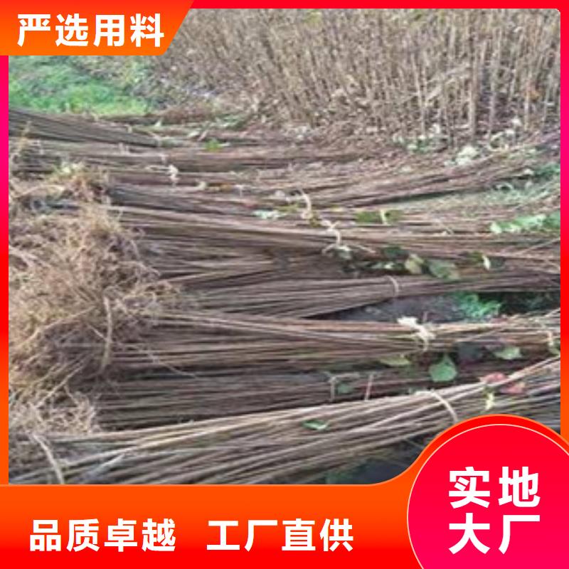 樱桃苗品牌供应商为您提供一站式采购服务
