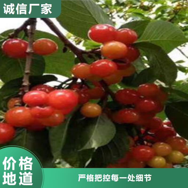 樱桃苗市场批发价本地品牌