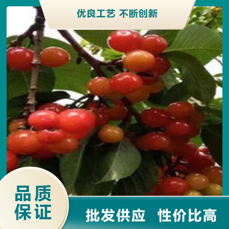 找樱桃苗厂家