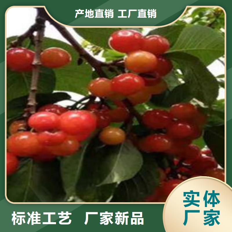 樱桃苗大企业好品质放心选购