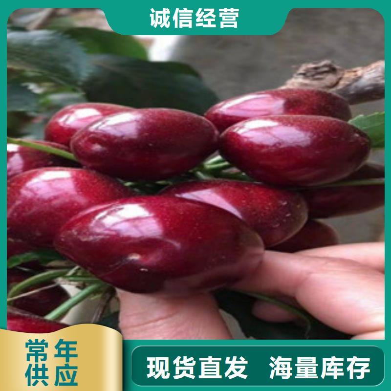 规格齐全的樱桃苗公司本地制造商