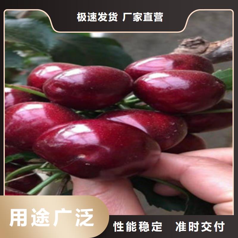 樱桃苗-樱桃苗出货快