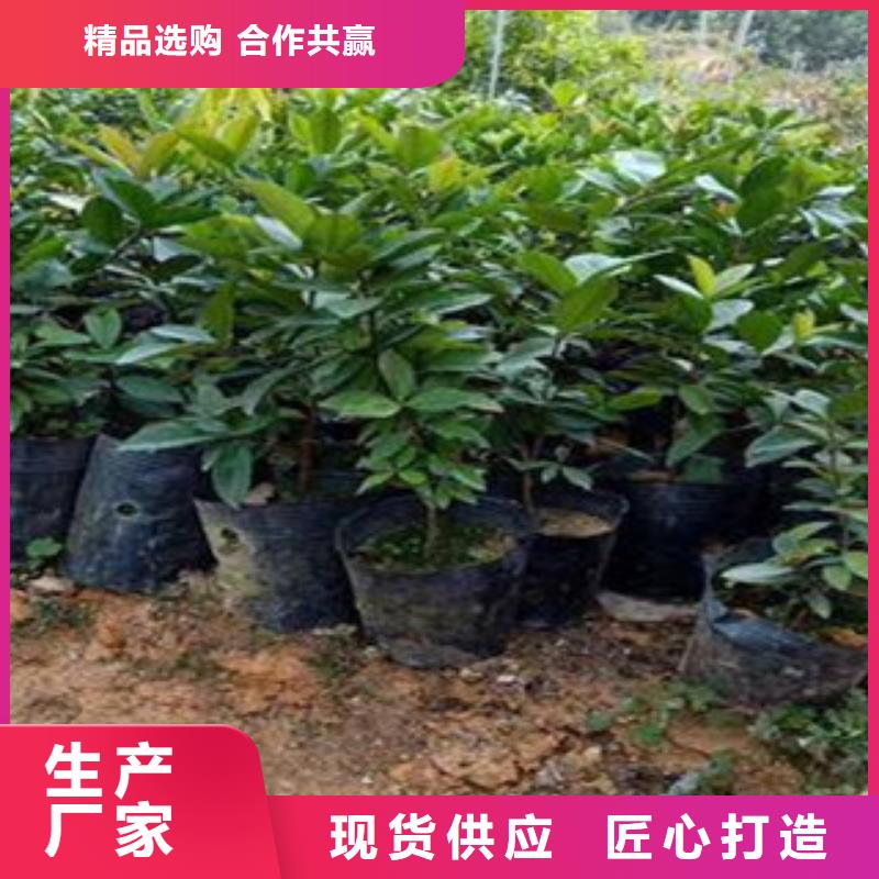 樱桃苗品种齐全的厂家