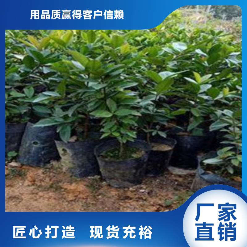 樱桃苗、樱桃苗生产厂家-价格合理