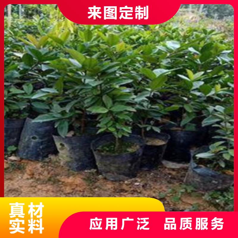 供应樱桃苗樱桃苗批发