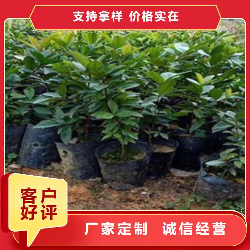 樱桃苗供货及时