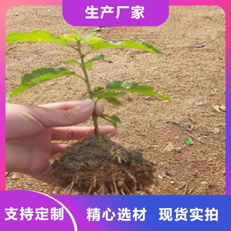 樱桃苗厂家-优惠