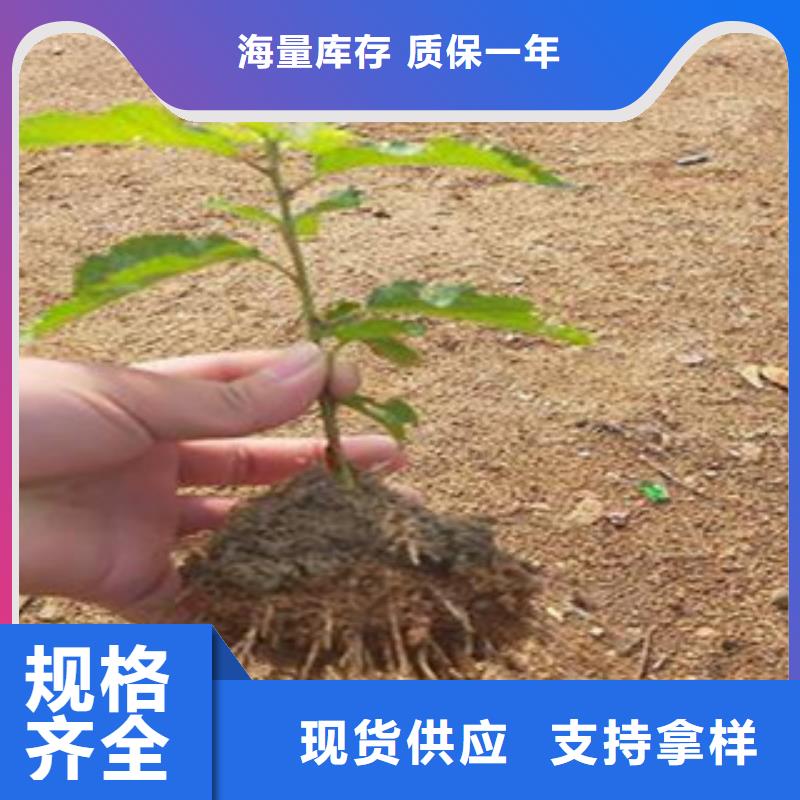 樱桃苗厂家总部实力商家