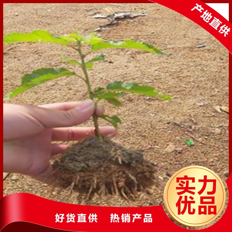 樱桃苗制造工厂