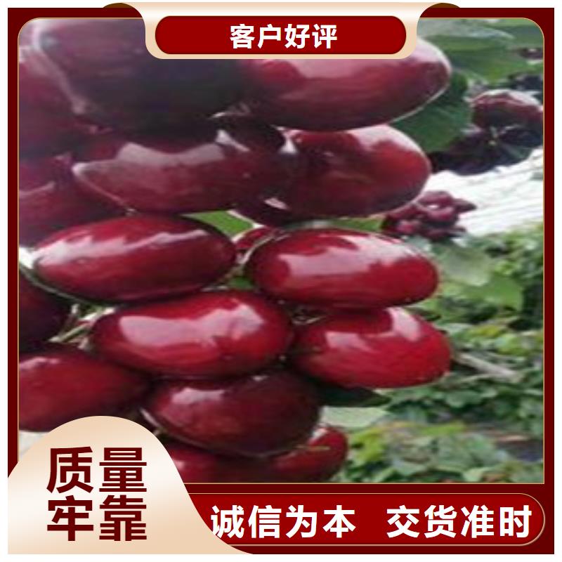 樱桃苗直销厂家