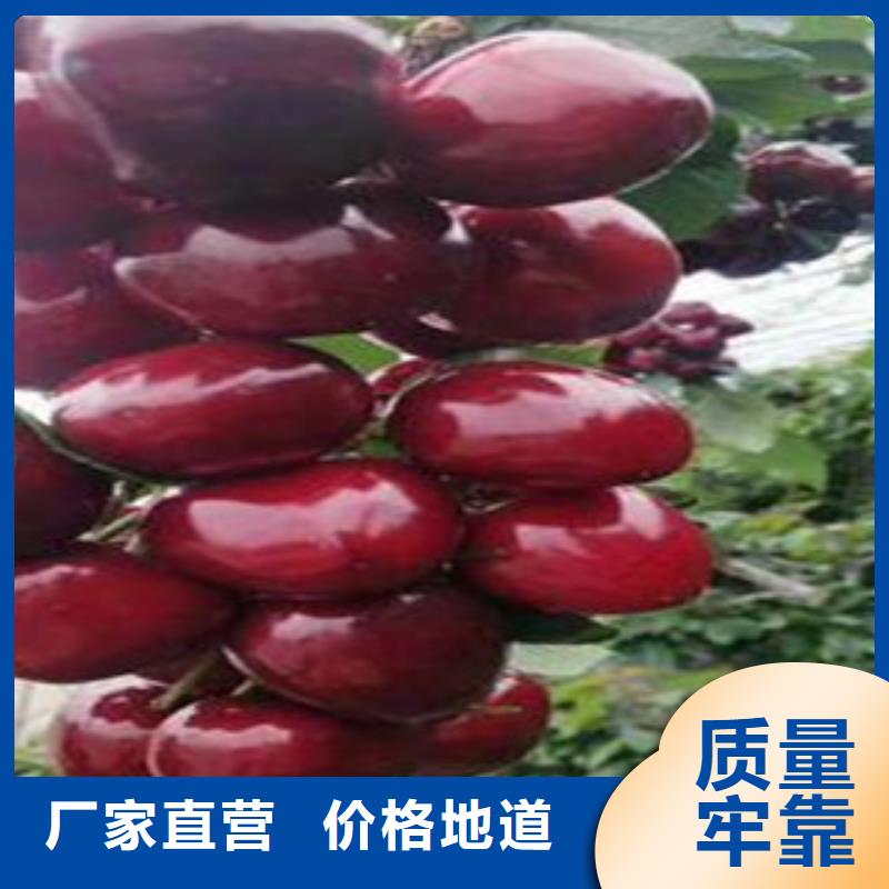 樱桃苗厂家新报价定制批发