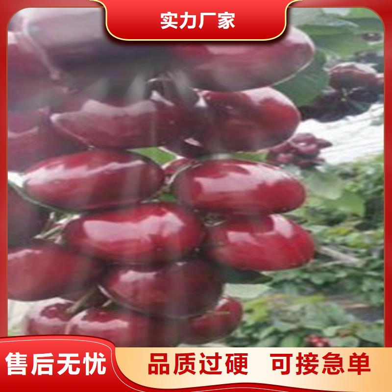 樱桃苗销售