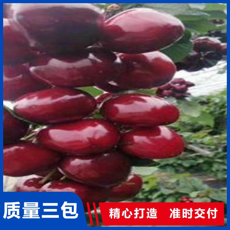 樱桃苗厂家、报价值得信赖