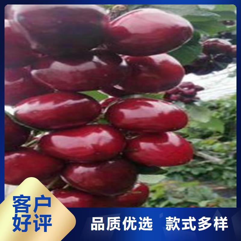 樱桃苗质量好_服务好