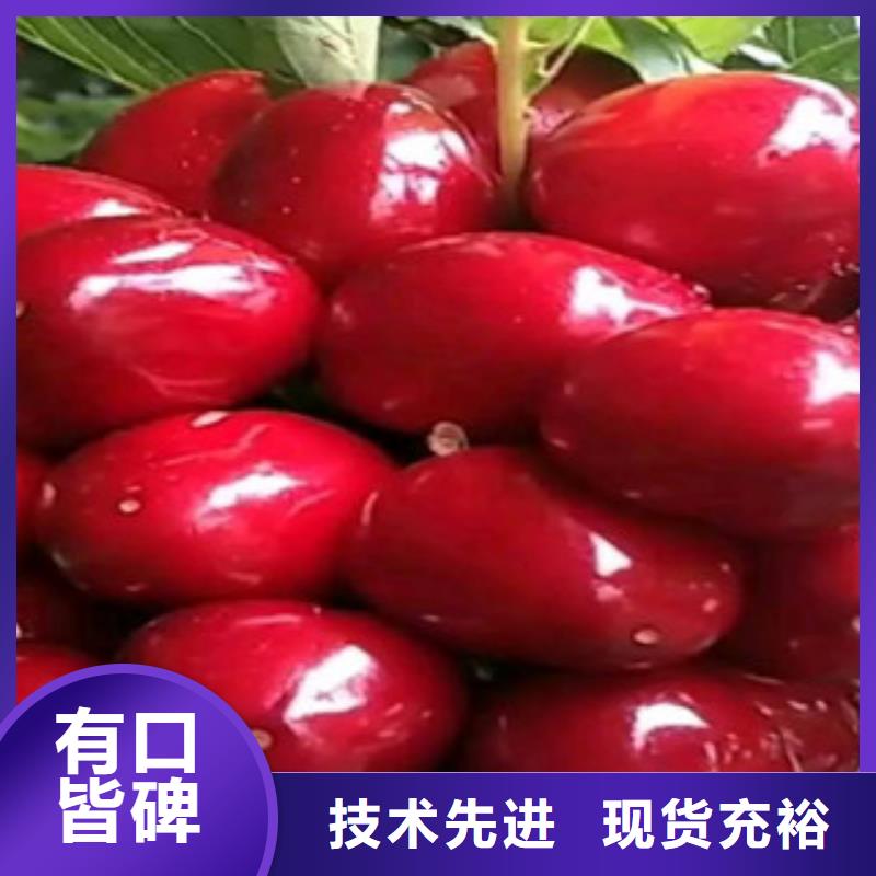 樱桃苗优惠促销